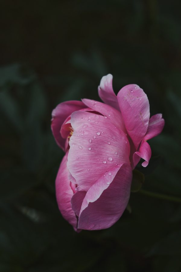 Fiore singolo rosa