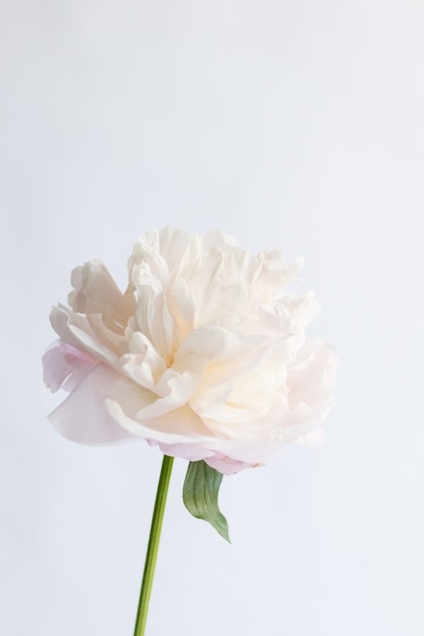 Fiore singolo, selezione del fiorista