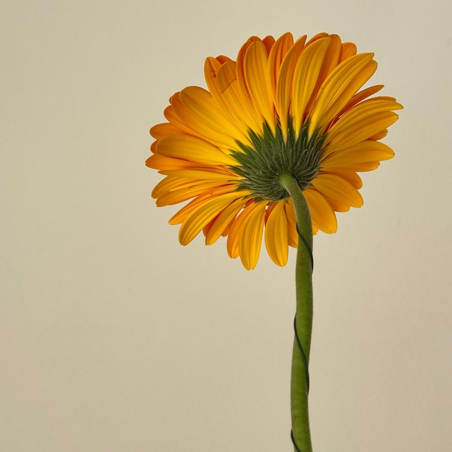 Fiore singolo dai colori caldi, arancio e giallo