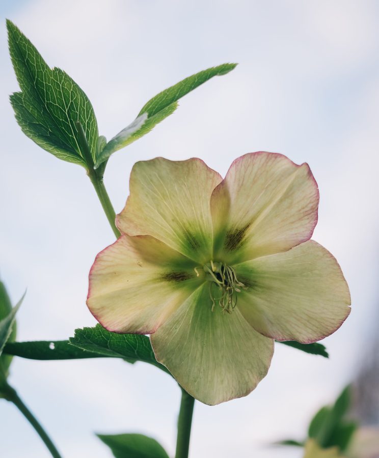 Fiore singolo bianco e verde