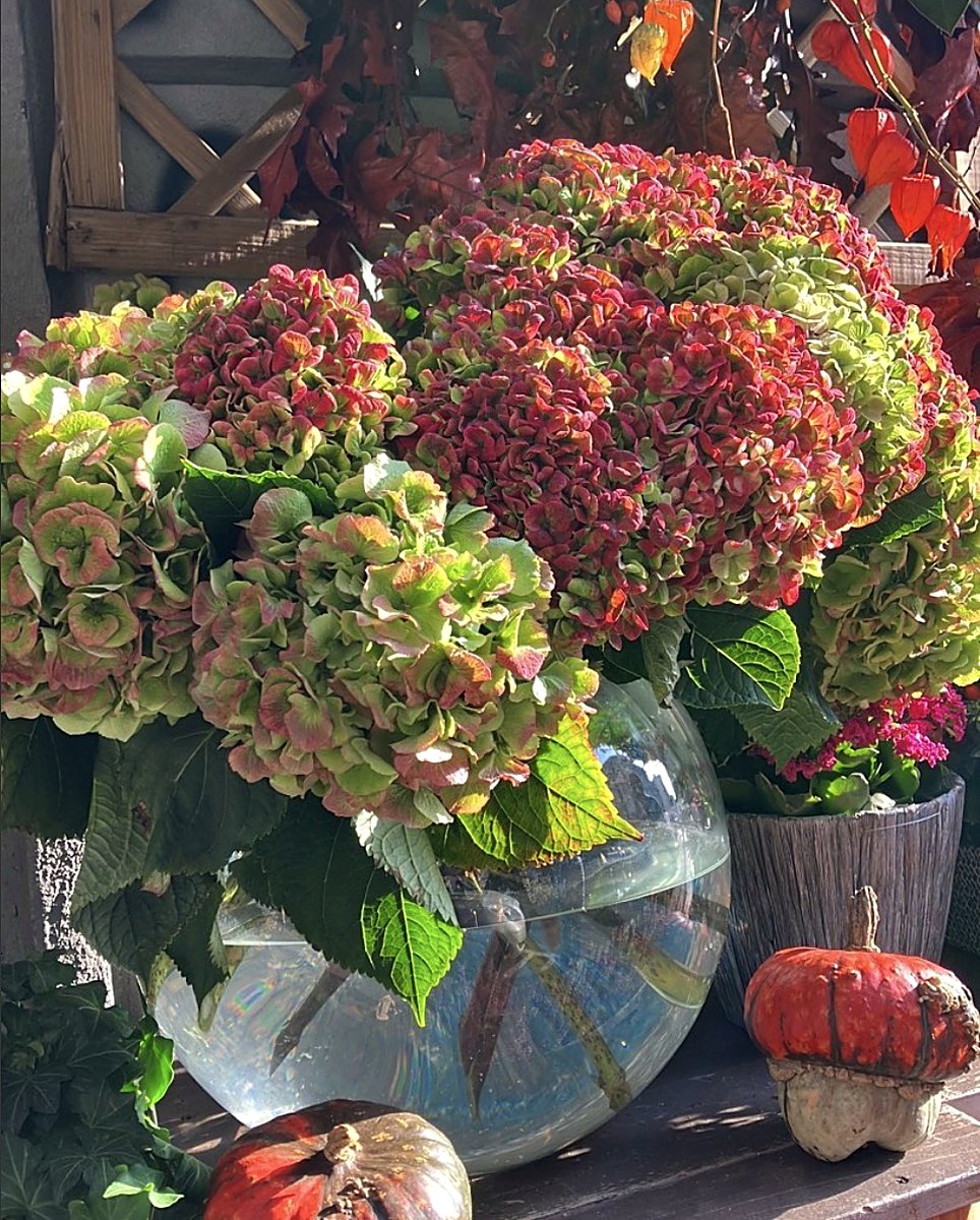 Composizione stagionale autunnale con ortensie